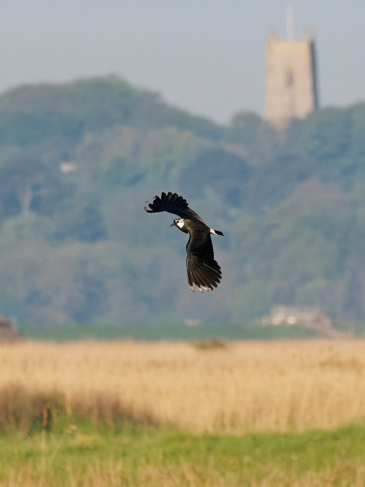 Northern Lapwing