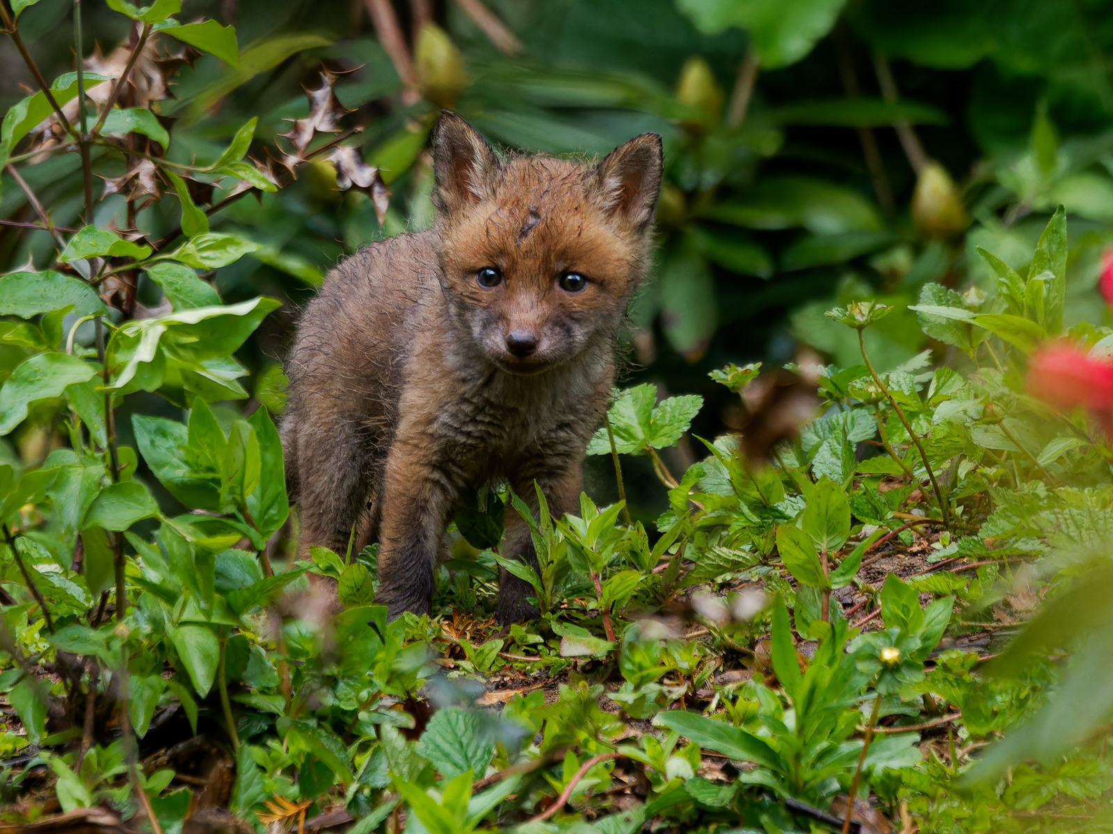 Red Fox, England