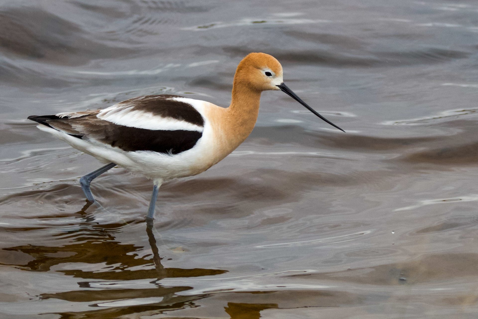 American Avocet