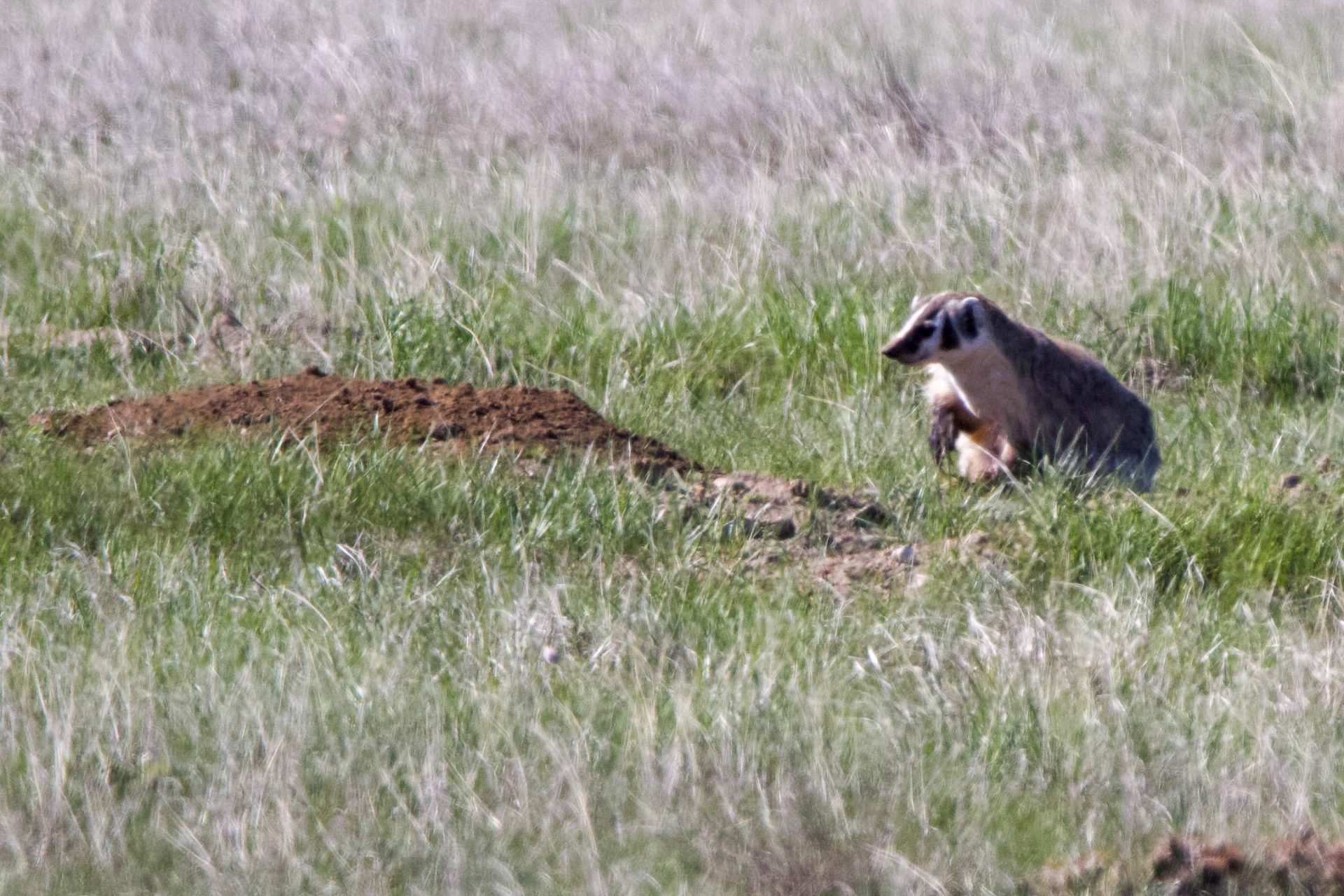 American Badger
