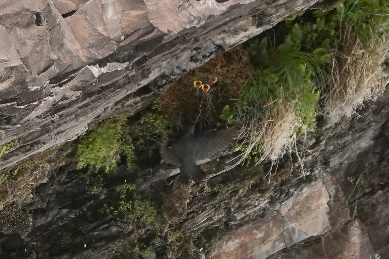 American Dipper feeding three nestlings