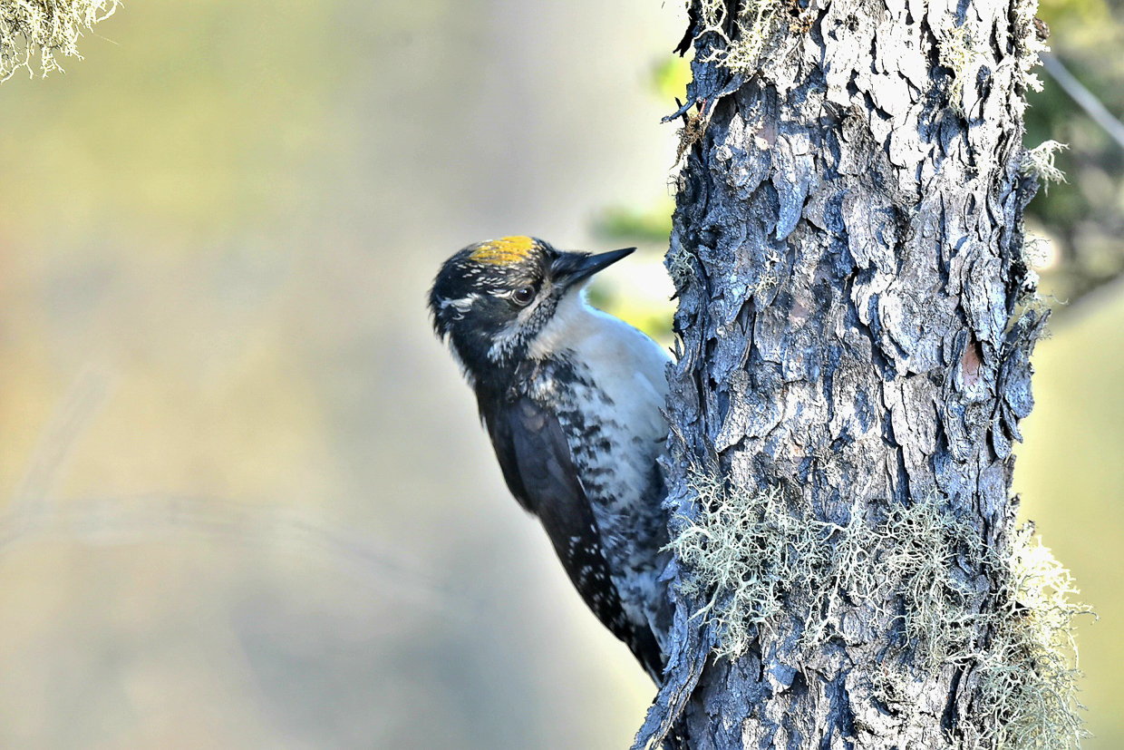 American Three-toed Woodpecker