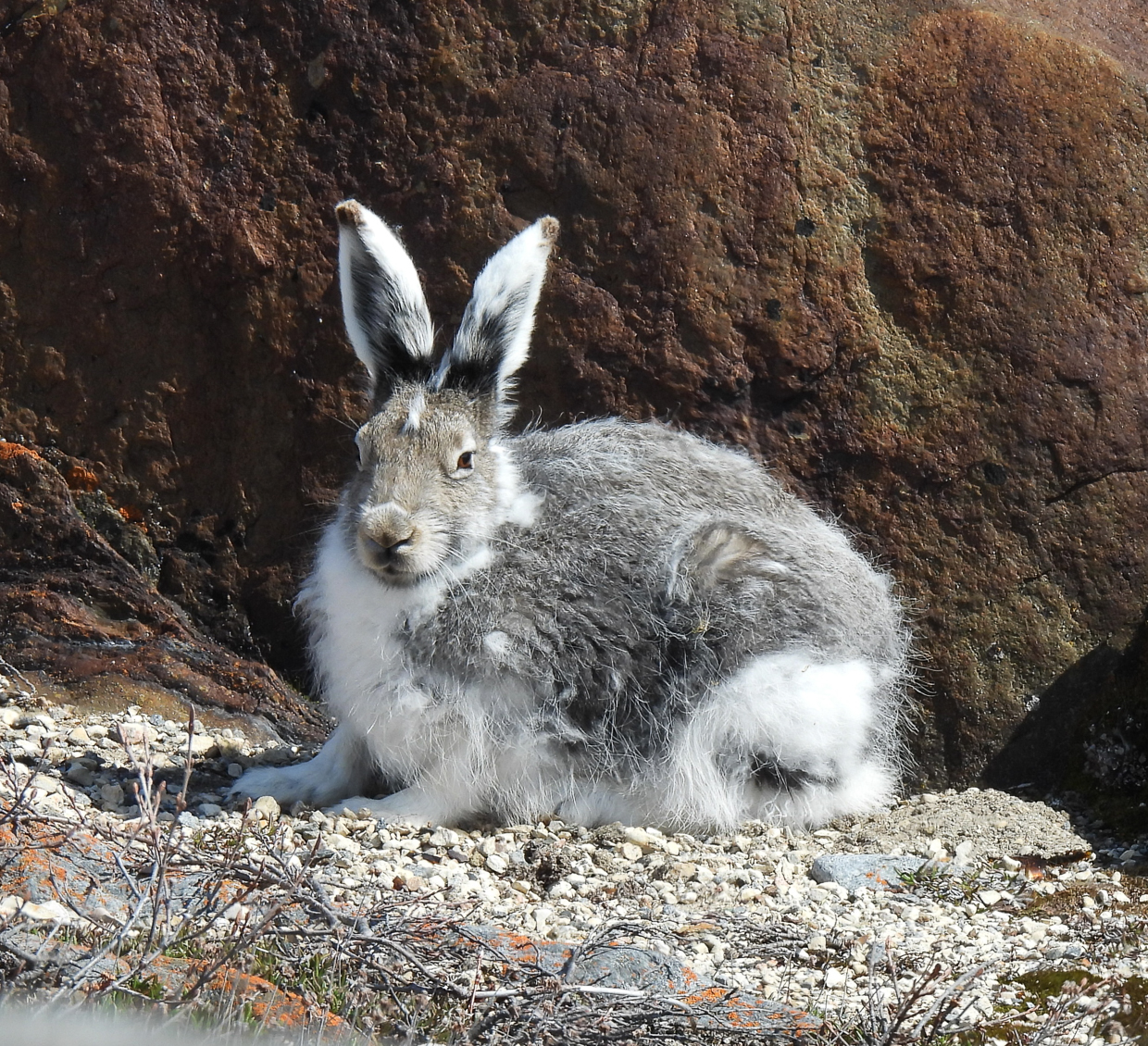 Arctic hare