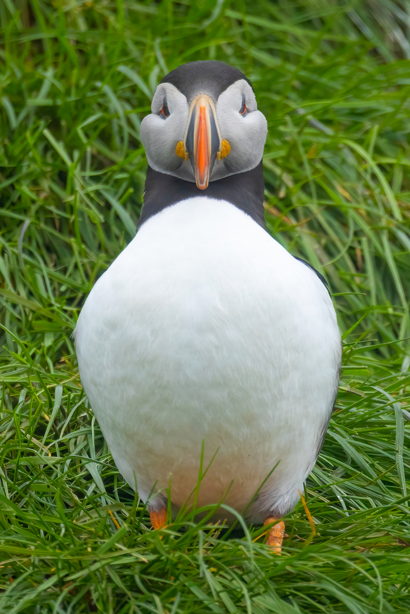 Atlantic Puffin, Gull Island