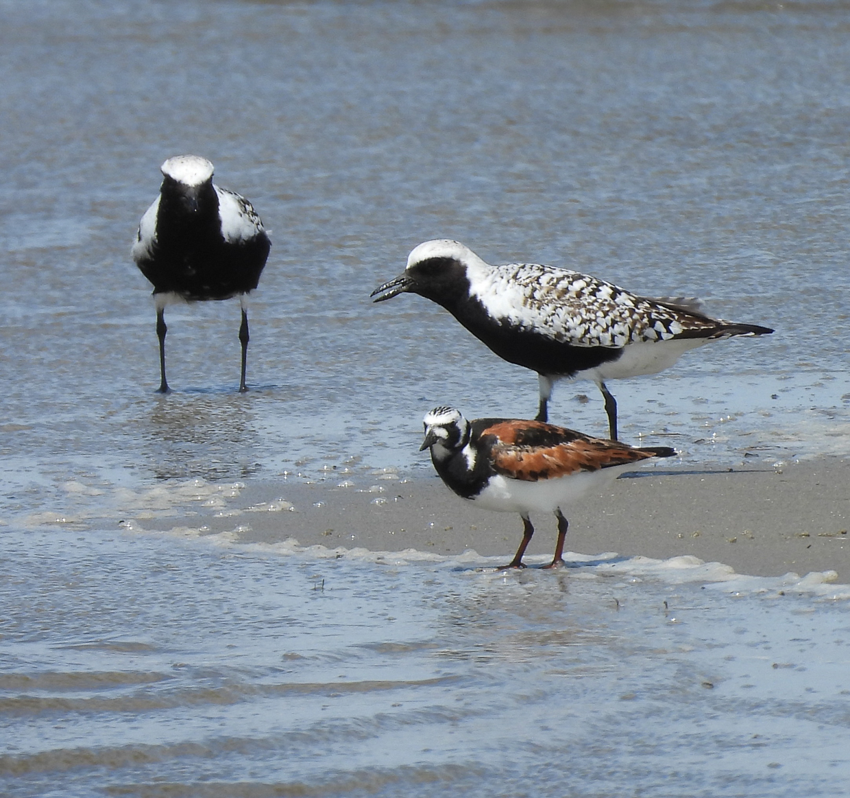 Black-bellied Plover and Ruddy Turnstone