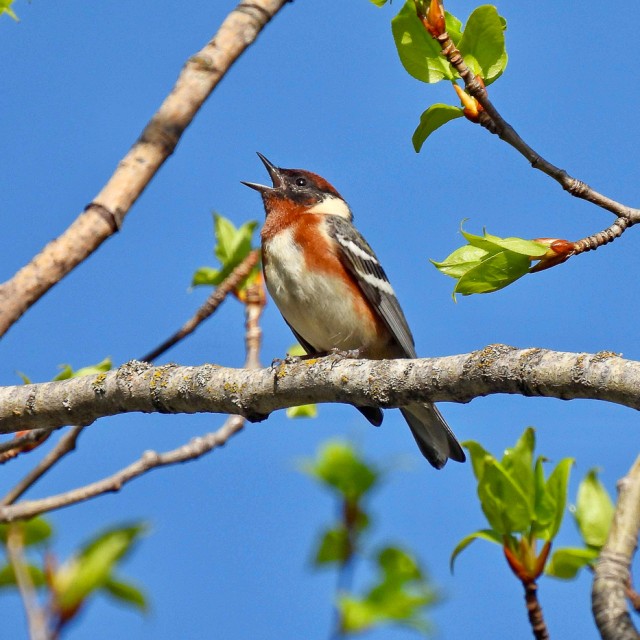 Bay-breasted Warbler