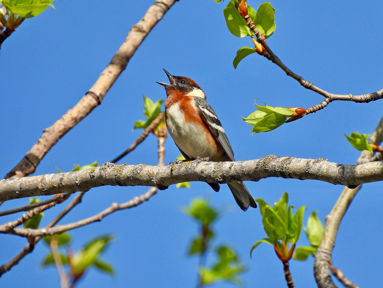 Bay-breasted Warbler