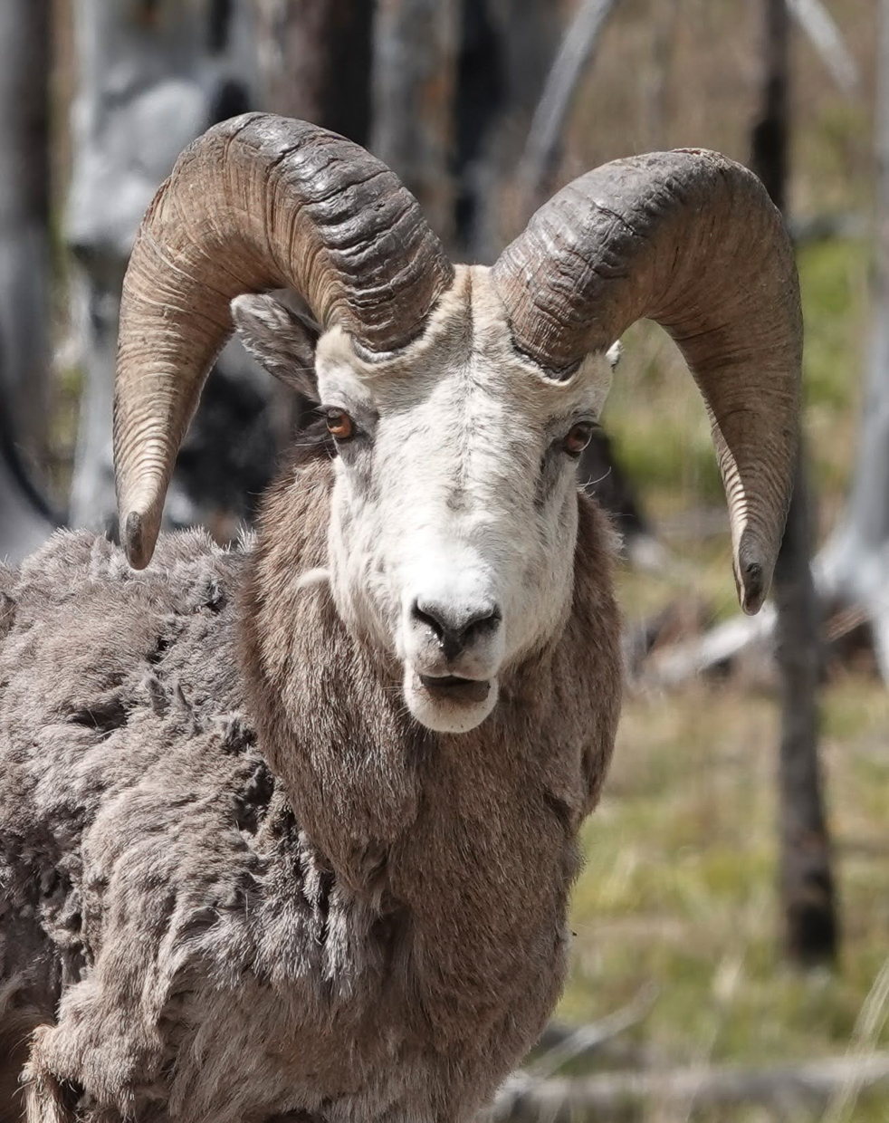 Bighorn Sheep