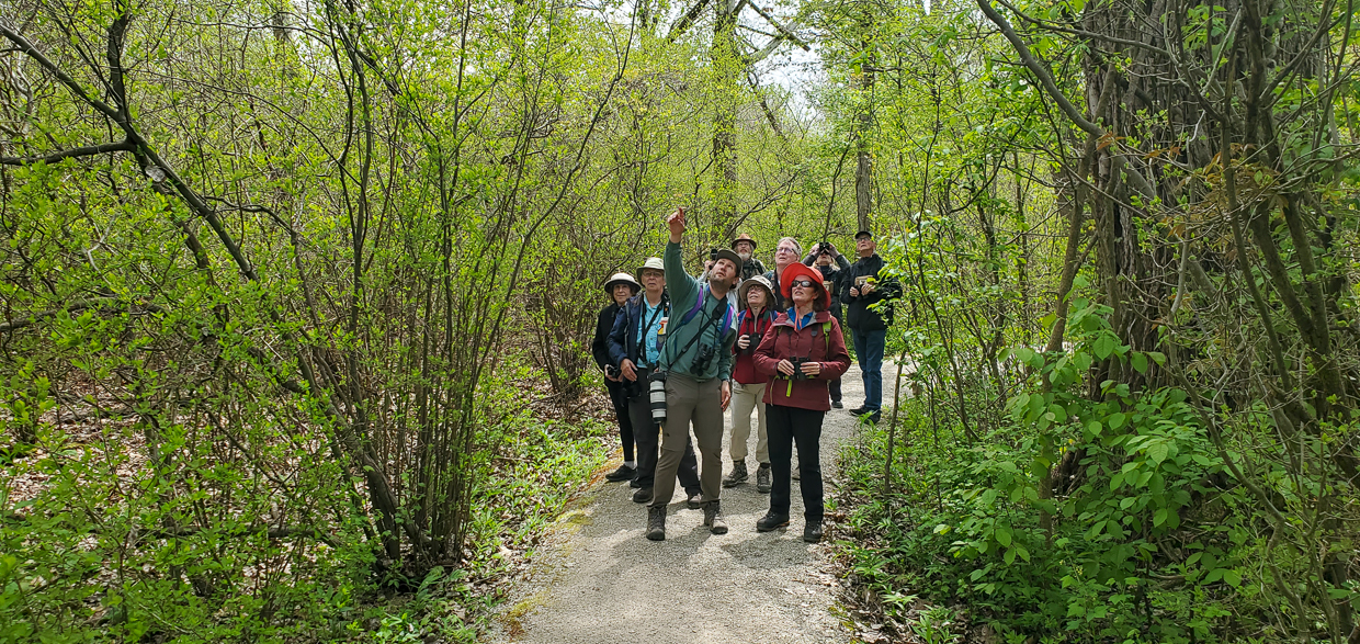 Birding at Point Pelee