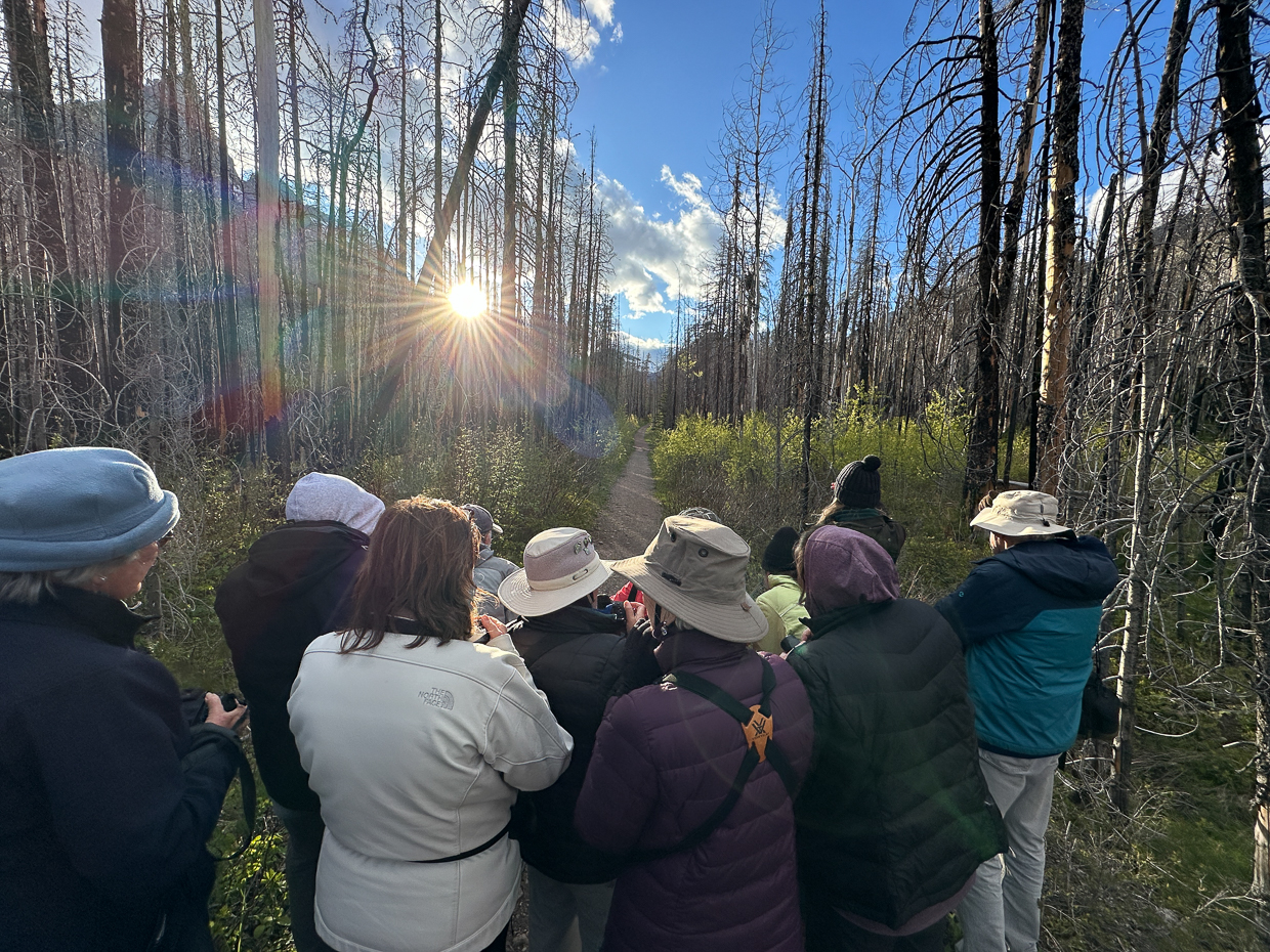 Birding in Waterton Lake burn