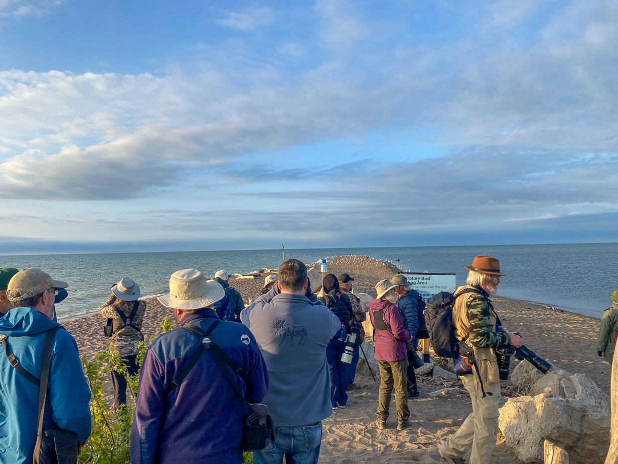Birding the tip, Point Pelee