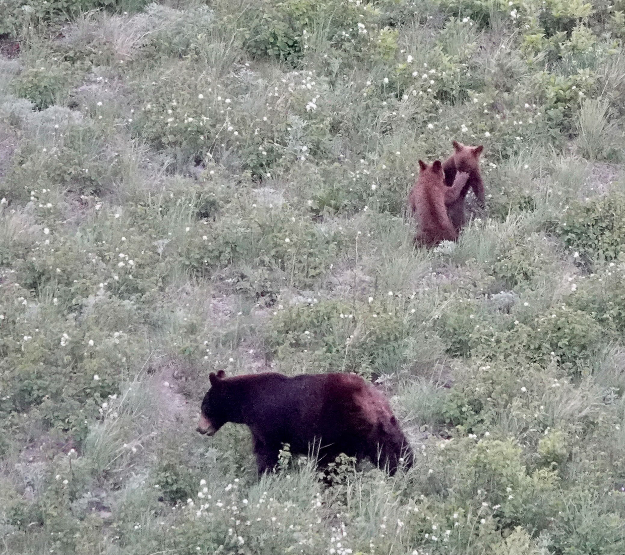 Black bear and cubs