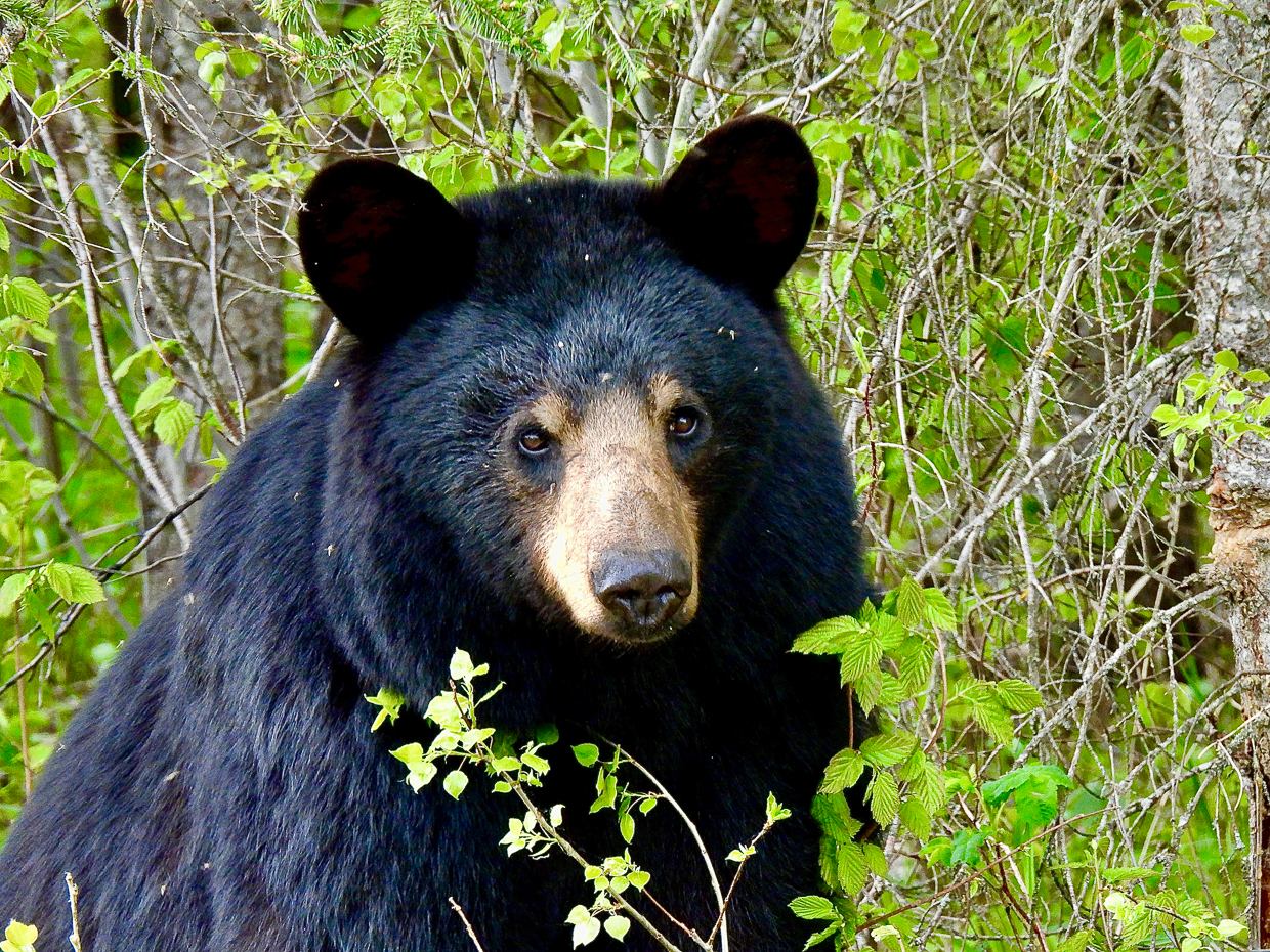 Black Bear