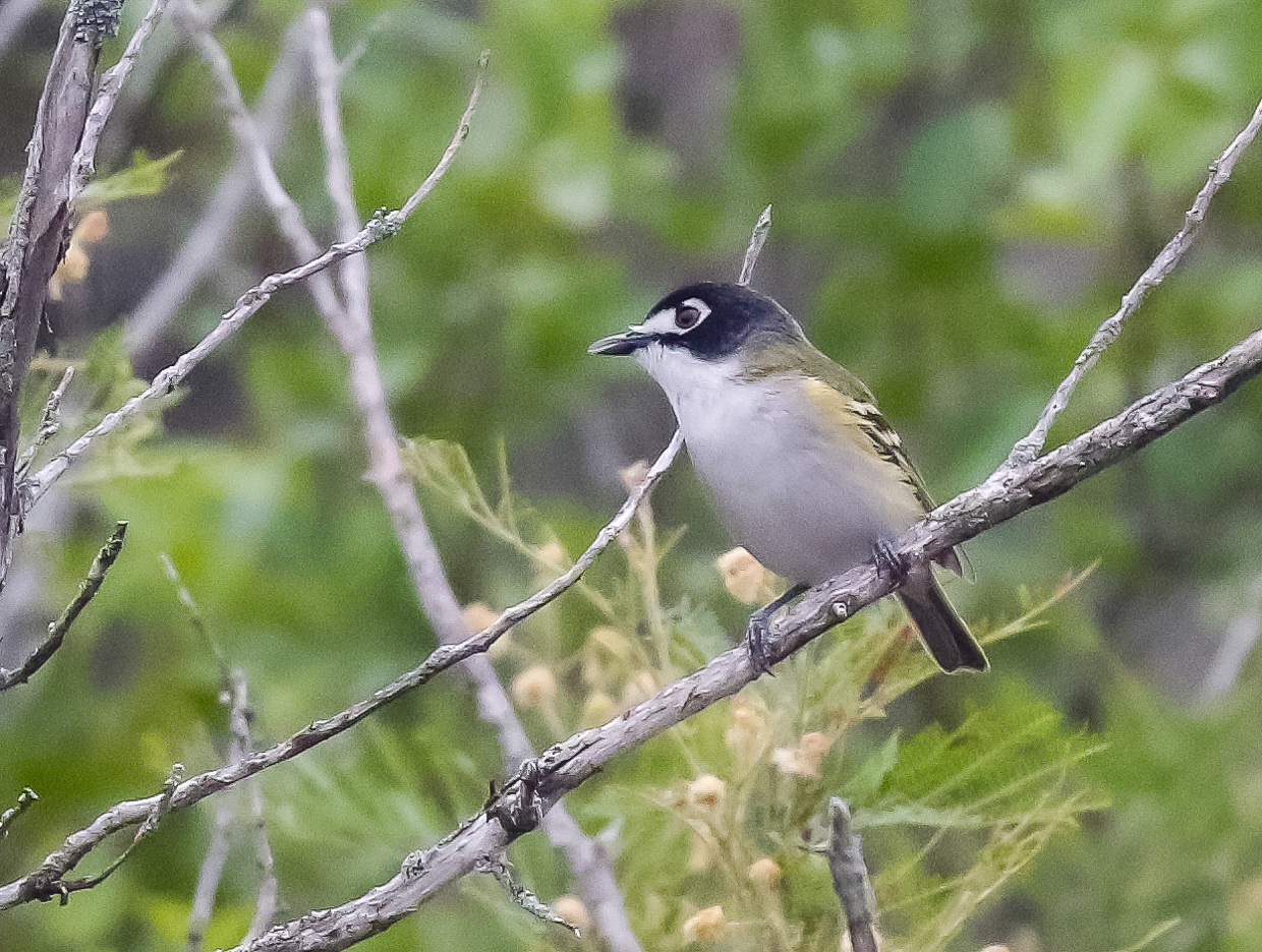 Black-capped Vireo