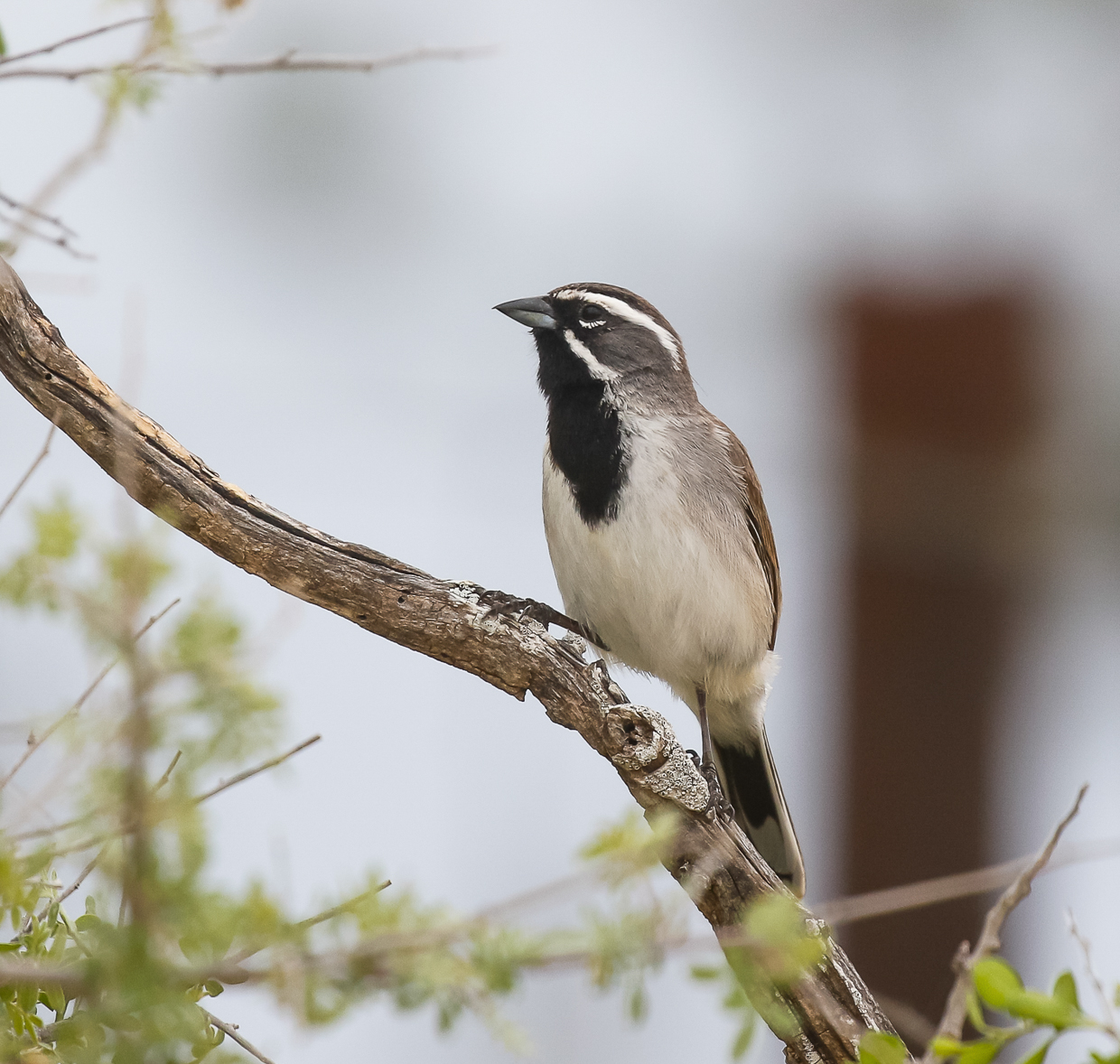Black-throated Sparrow