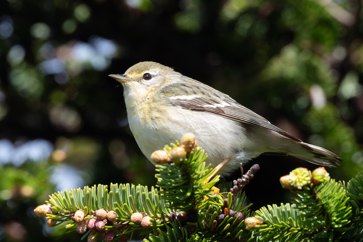 Blackpoll Warbler