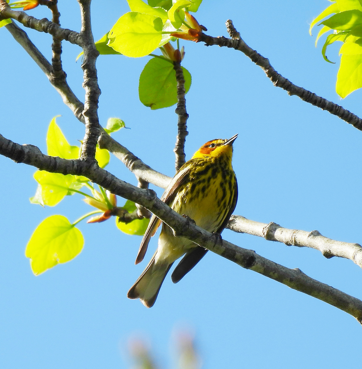 Cape May Warbler