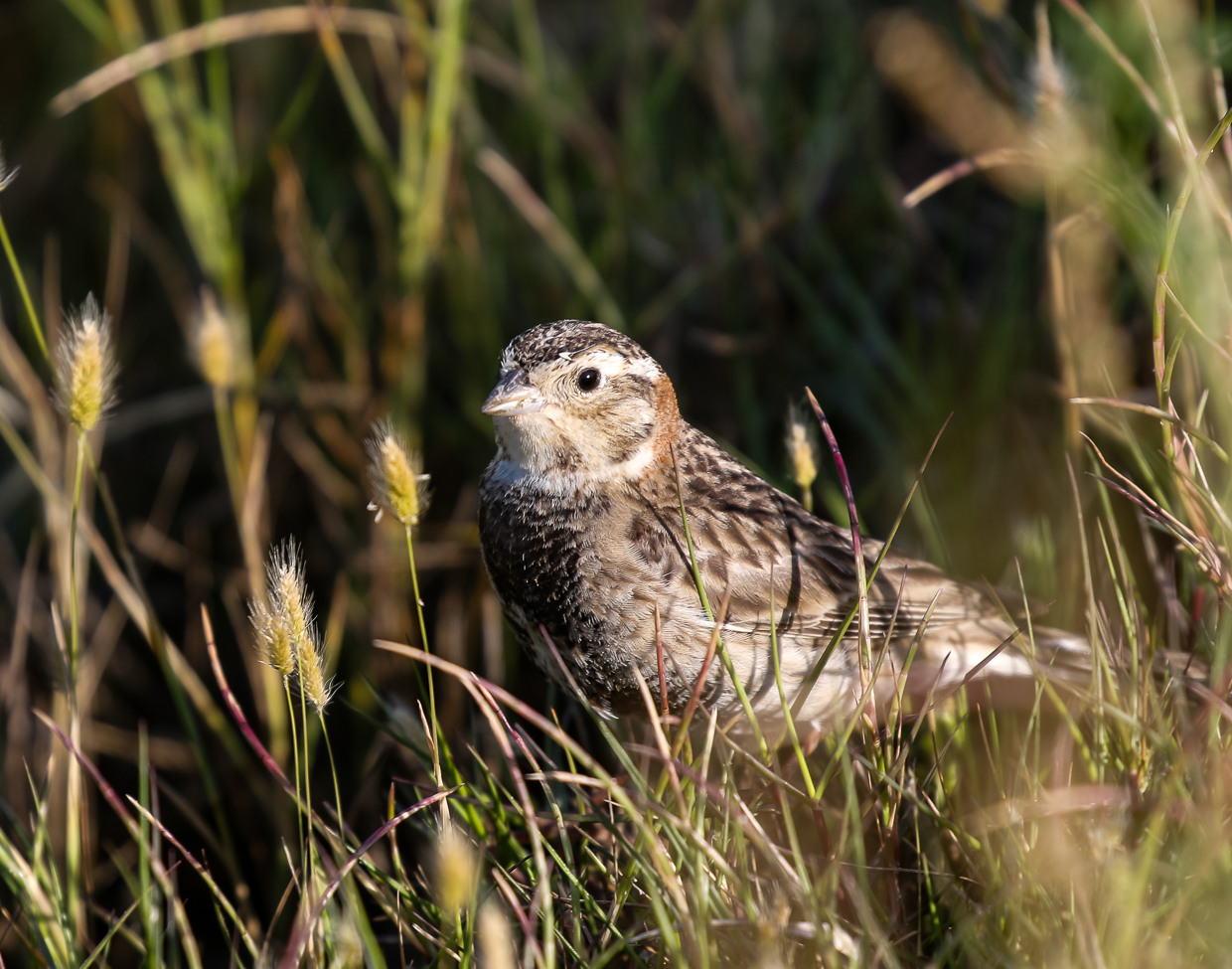 Chestnut-collared Longspur