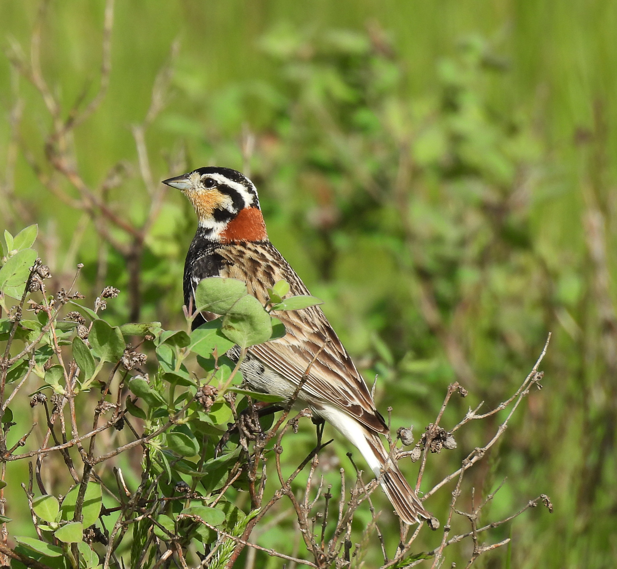 Chestnut-collared longspur