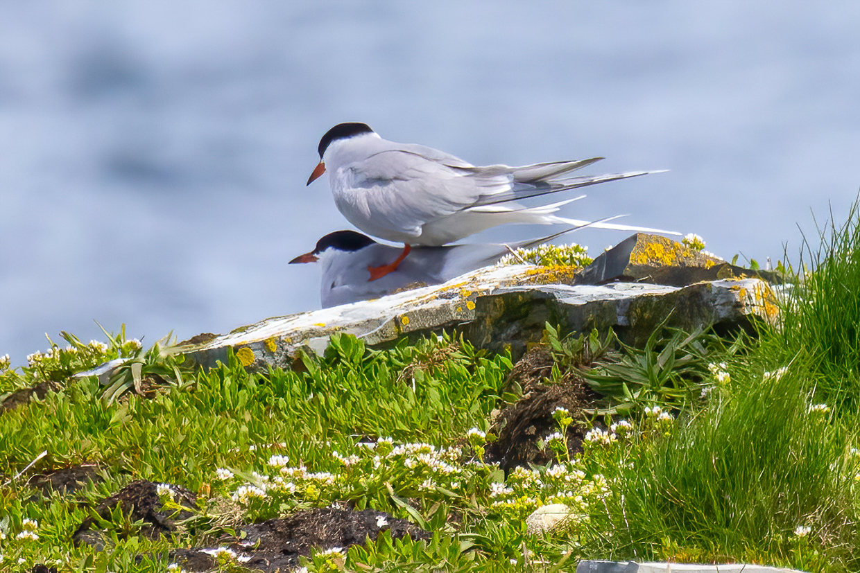 Common Tern, Eliston