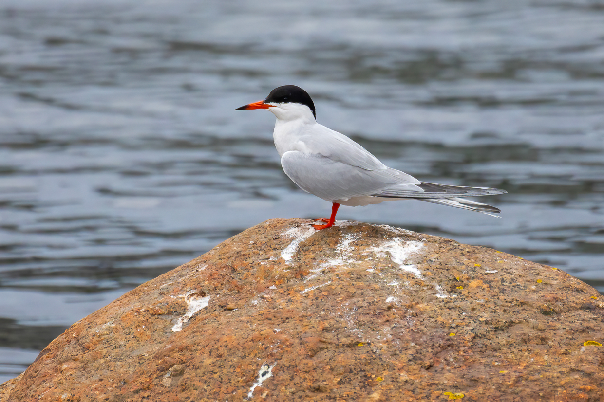 Common Tern, Terra Nova National Park