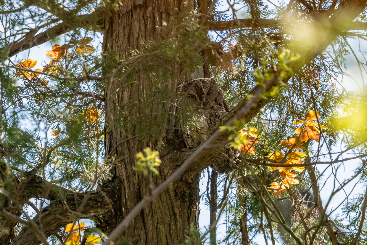 Eastern Screech-Owl