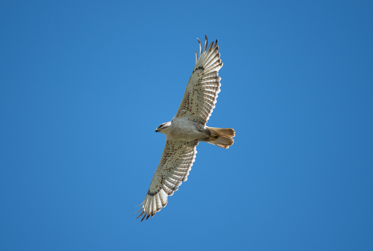 Ferruginous Hawk