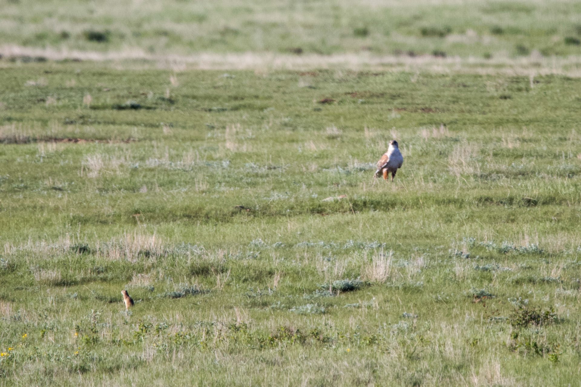 Ferruginous Hawk hunting Richardson's Ground Squirrels 