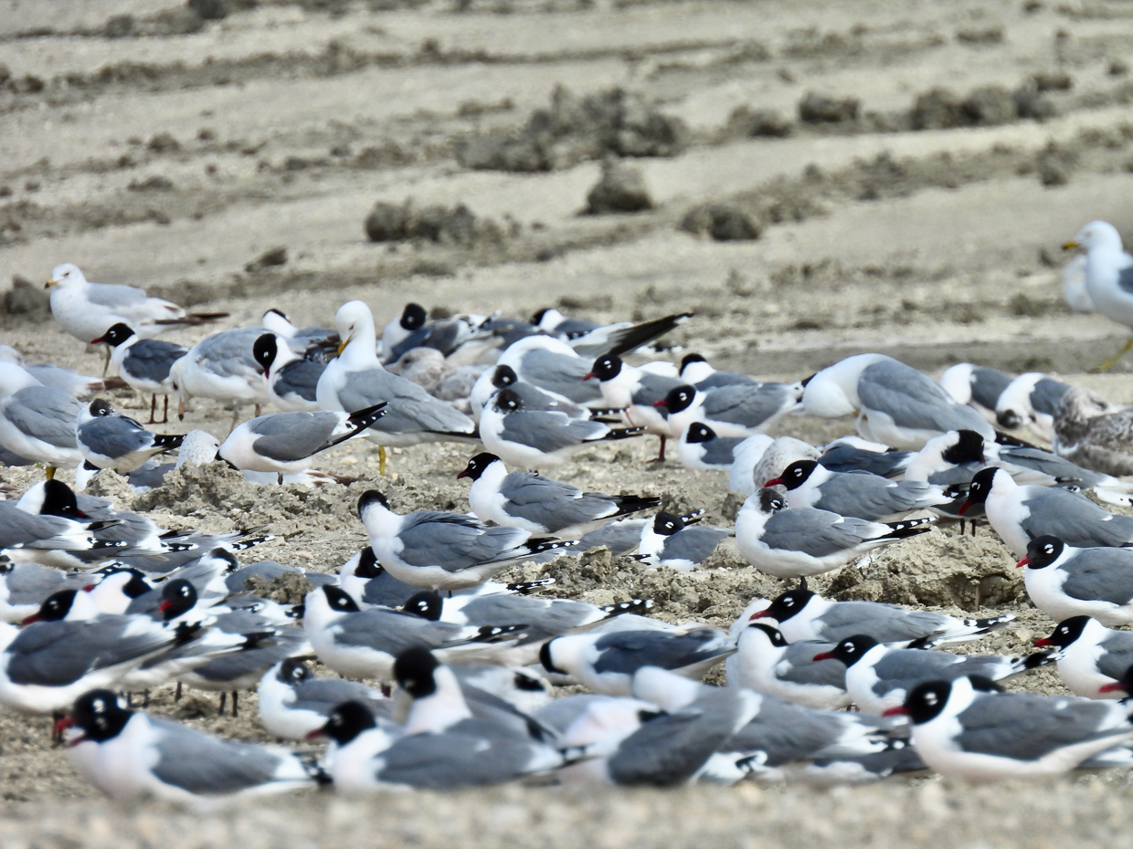 Franklin's Gulls