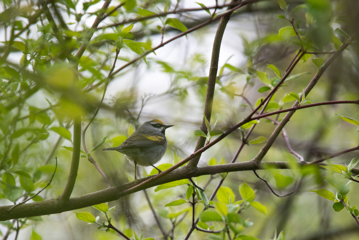Golden-winged Warbler