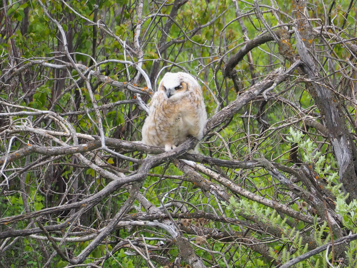 Great Horned Owl fledgling 