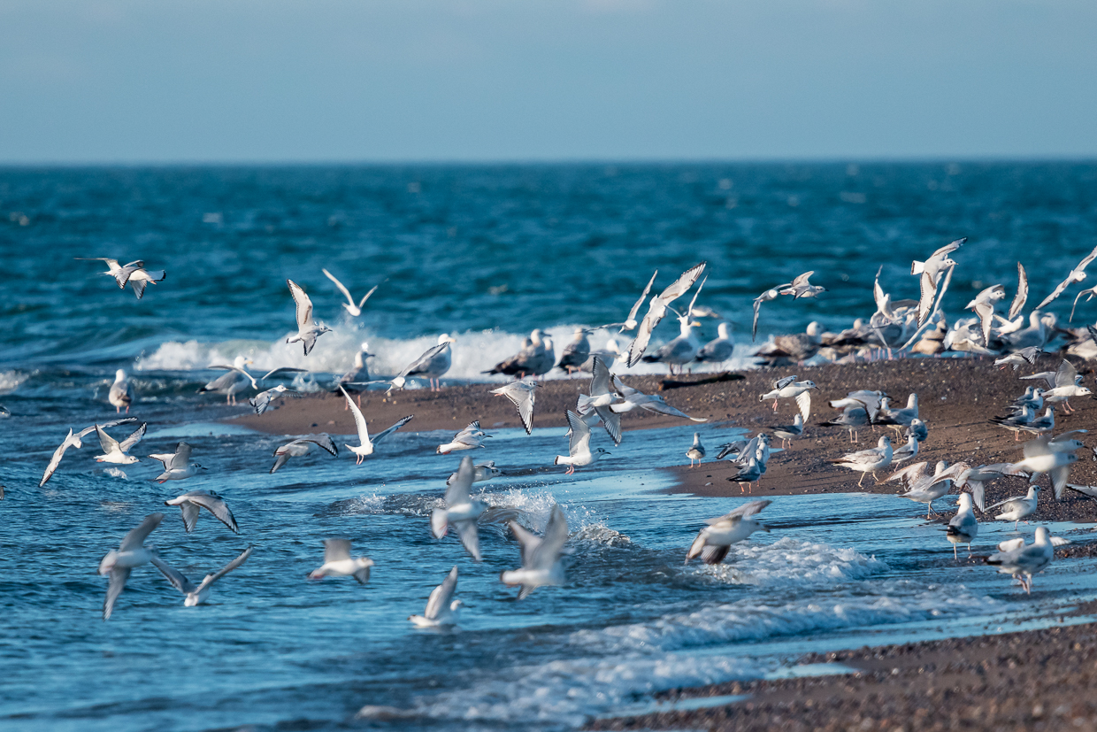 Bonneparte's Gulls