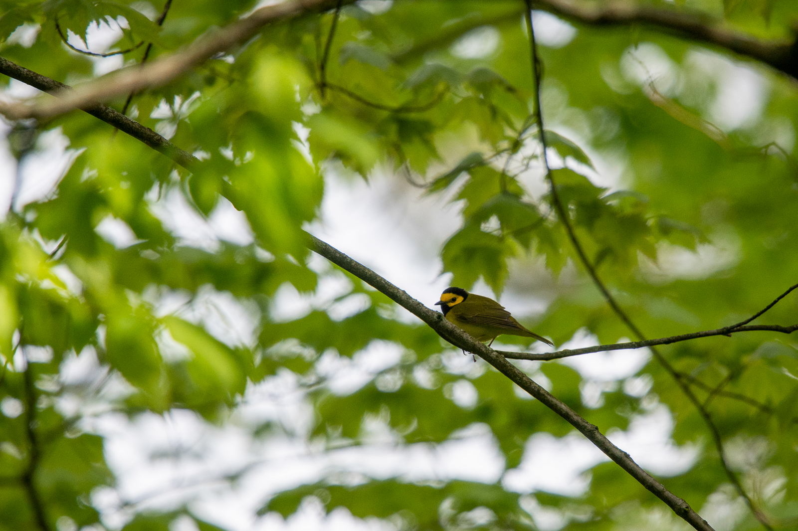 Hooded Warbler