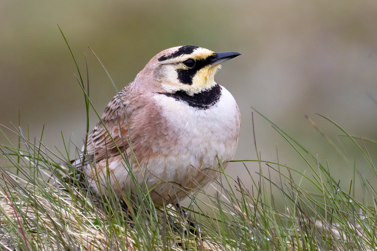 Horned Lark