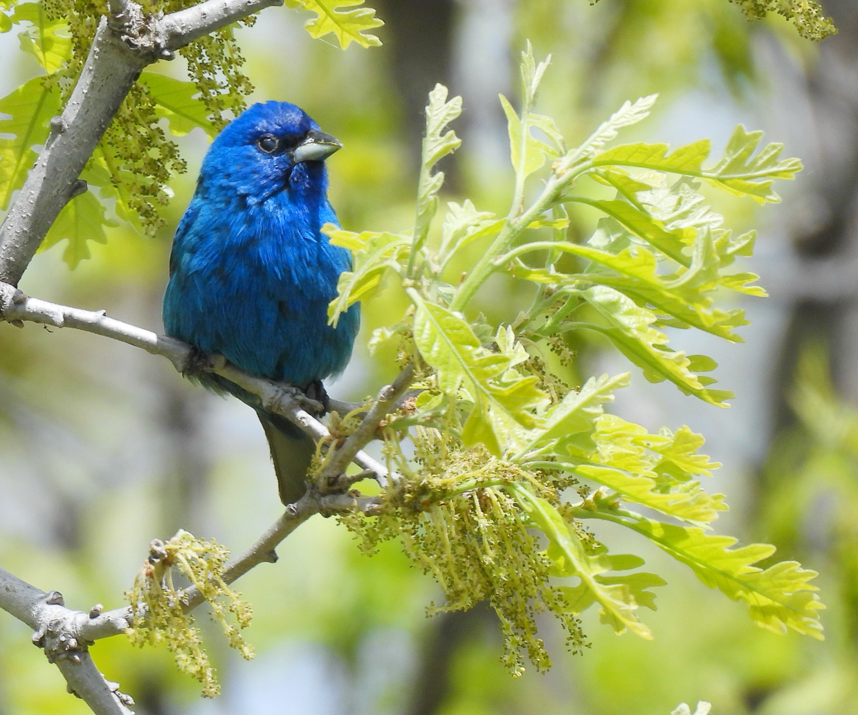 Indigo Bunting