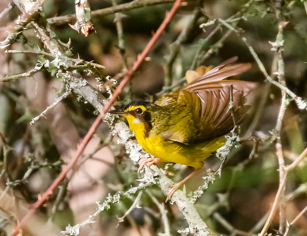 Kentucky Warbler