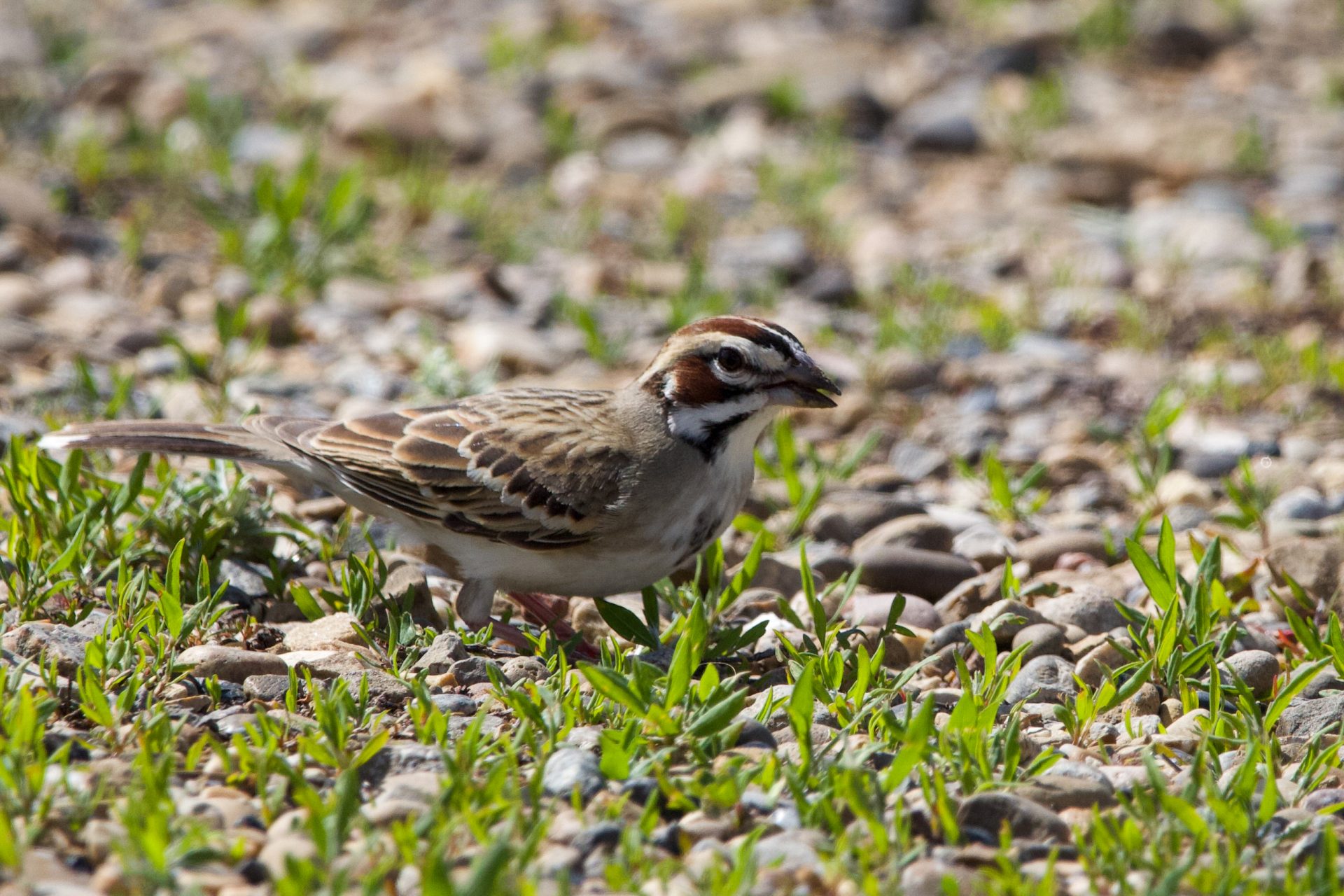 Lark Sparrow