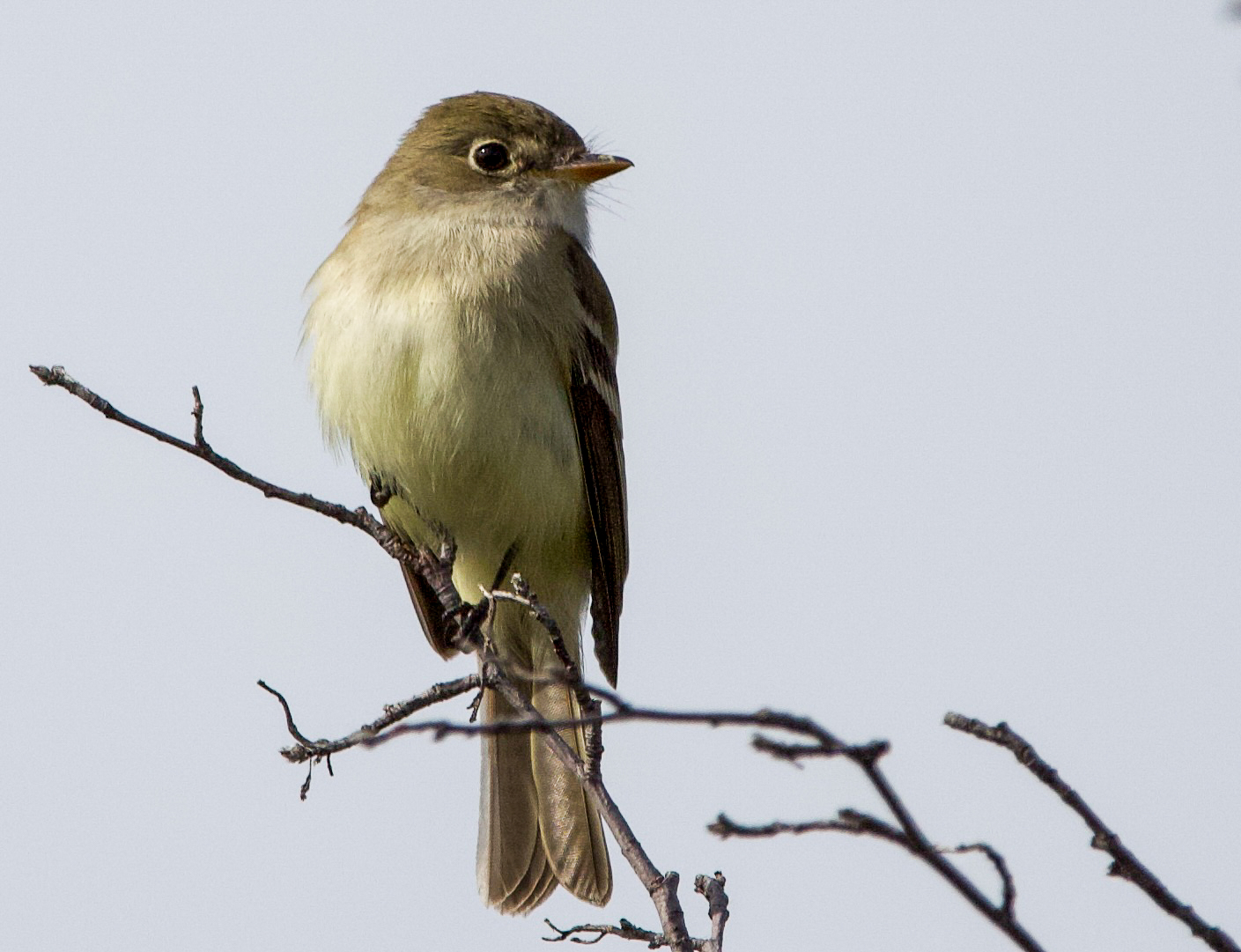 Least Flycatcher
