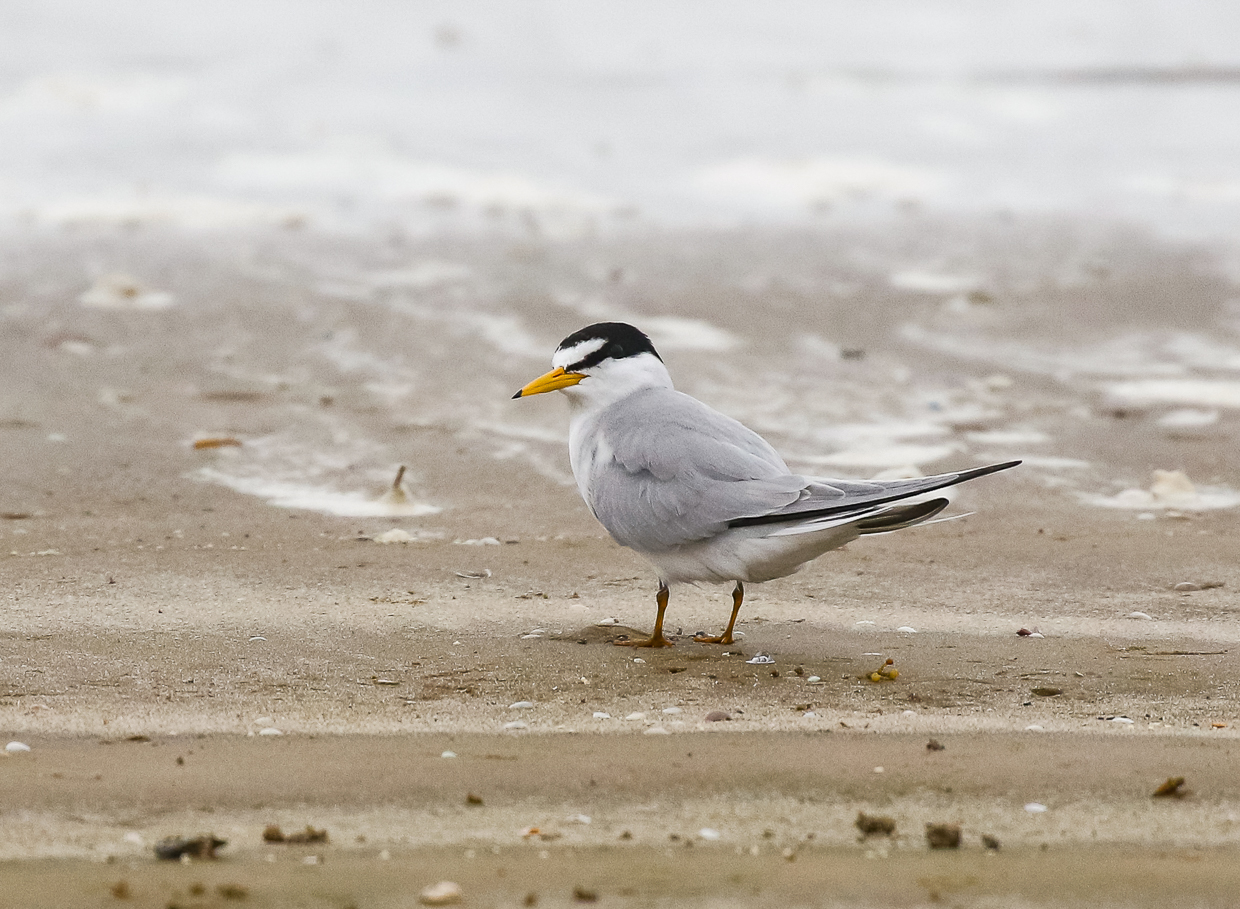 Least Tern