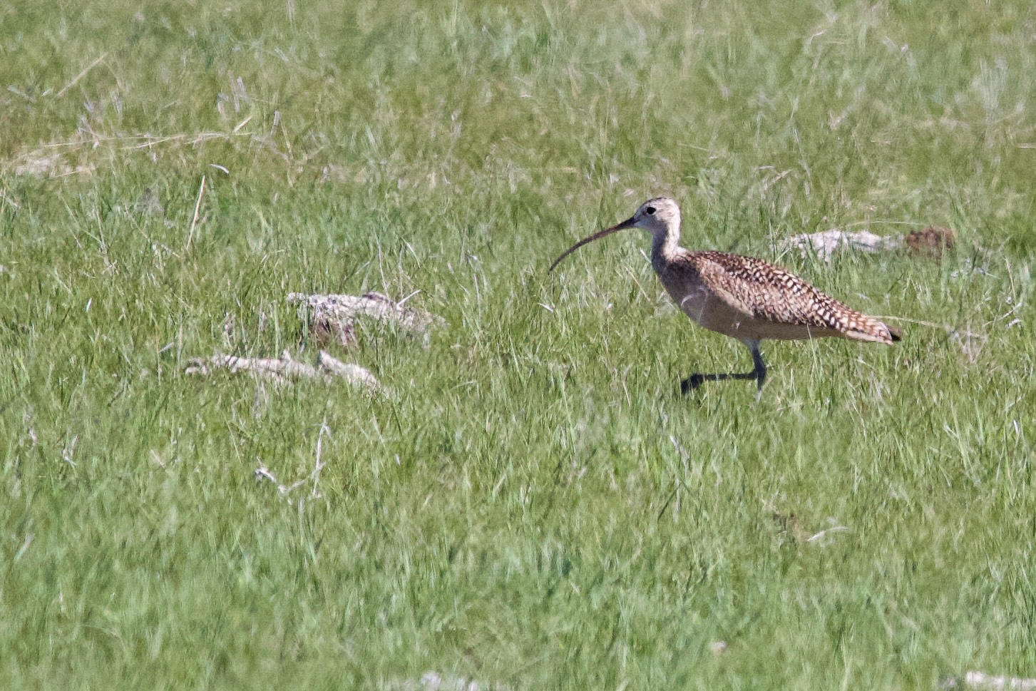 Long-billed Curlew