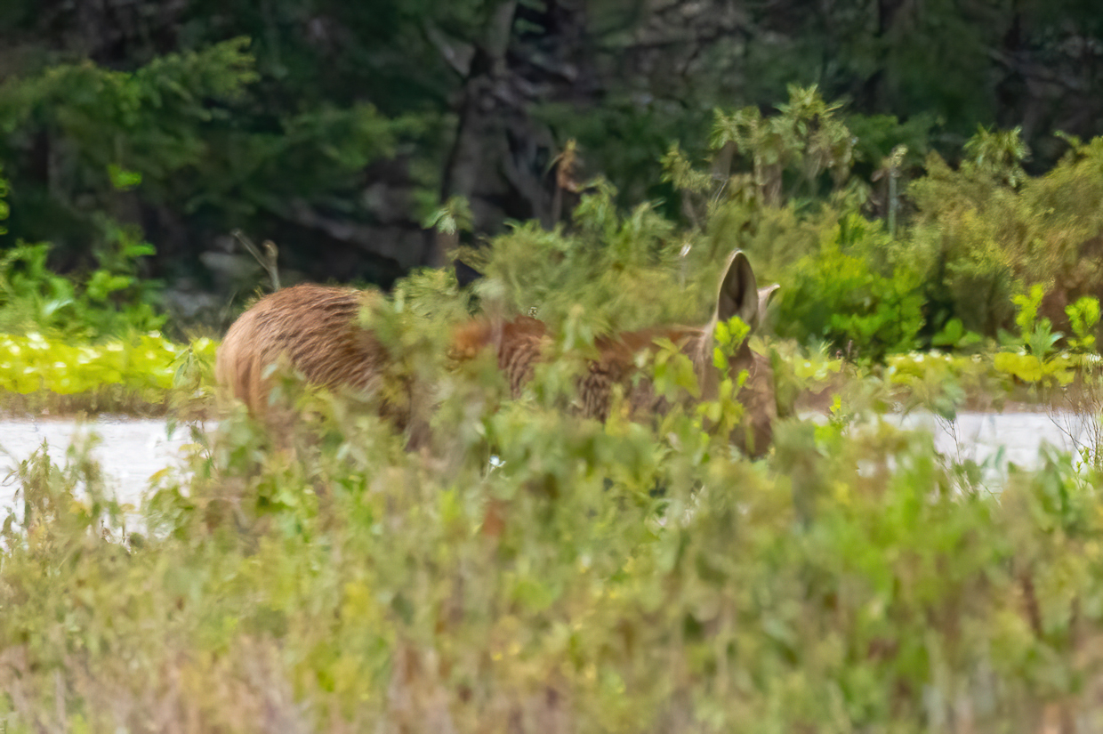 Moose calf, Terra Nova National Park