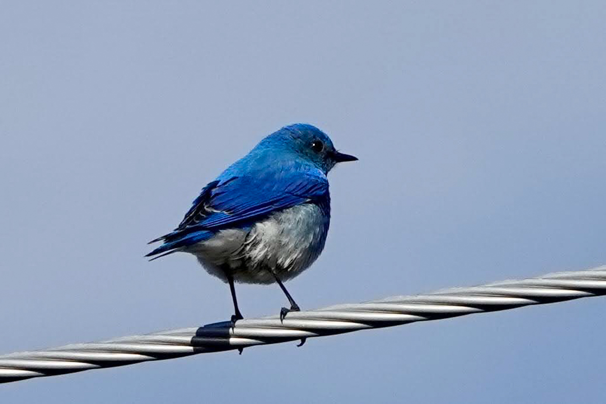 Mountain Bluebird