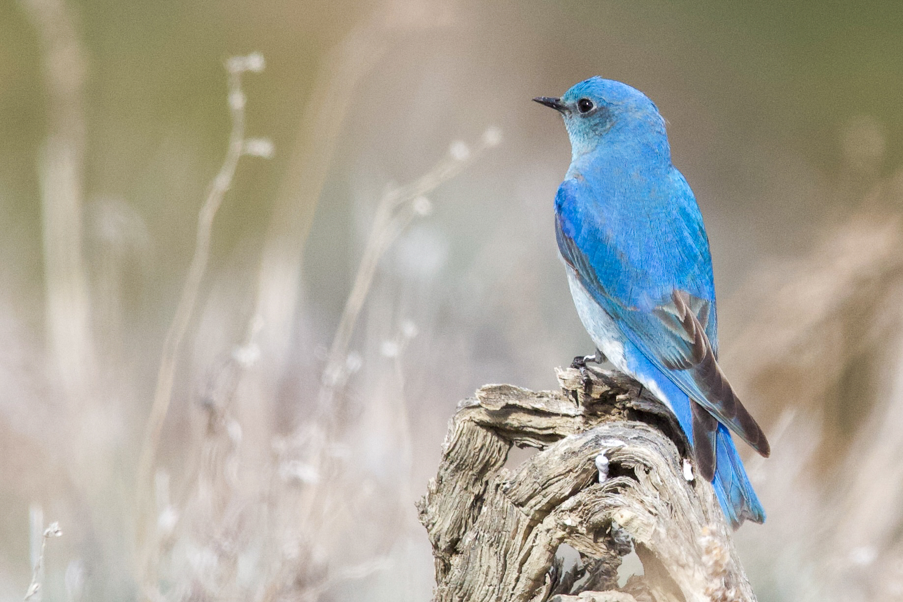 Mountain Bluebird