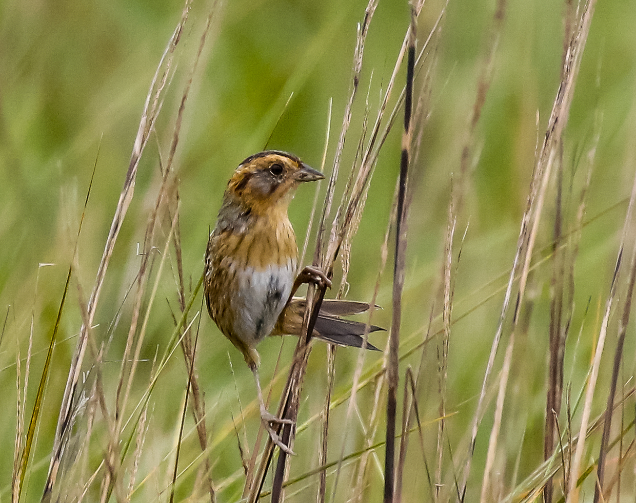 Nelson's Sparrow