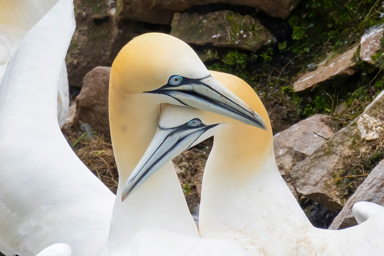 Northern Gannets at Cape St. Mary's 