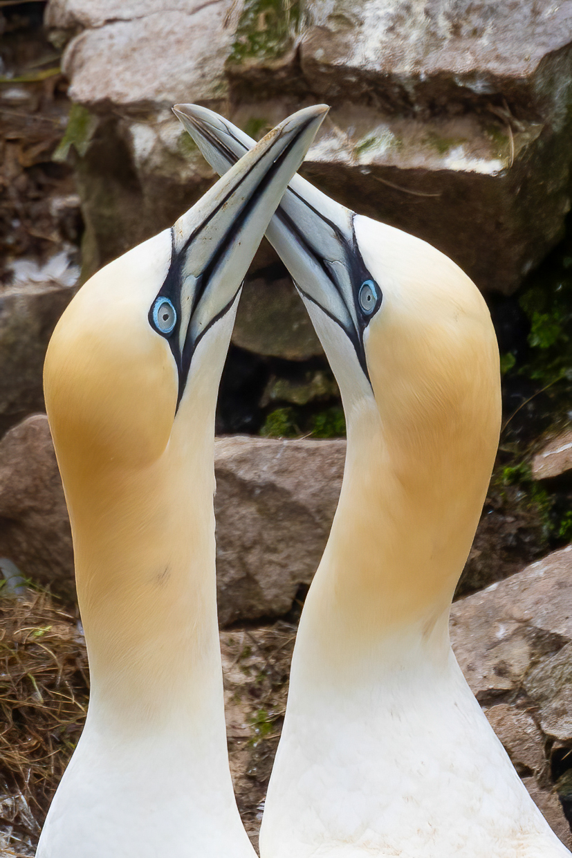 Northern Gannet pair, Cape St. Mary's