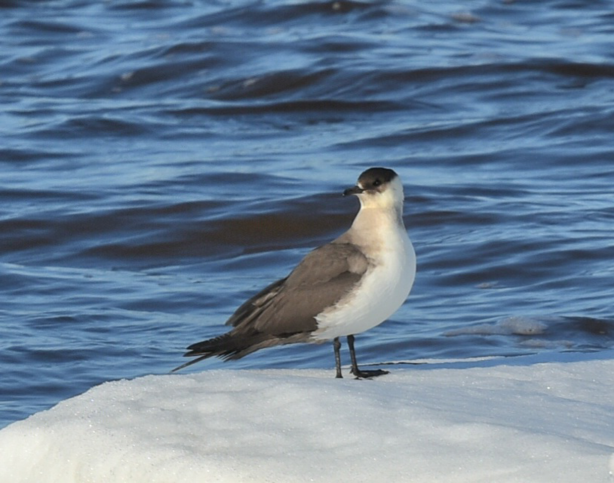 Parasitic Jaeger