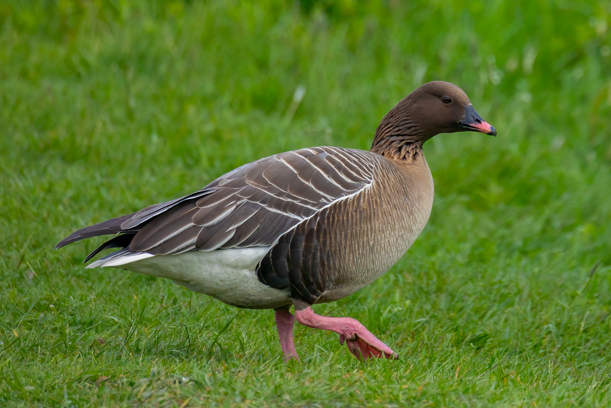 Pink-footed Goose