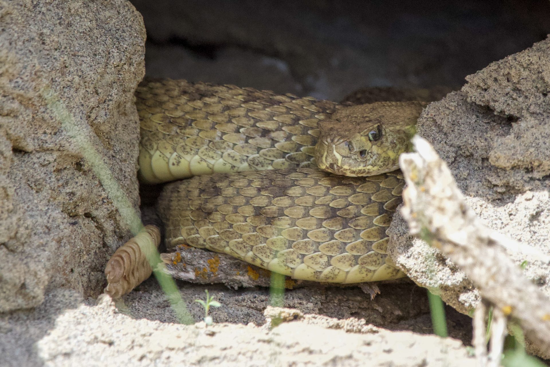 Prairie Rattlesnake