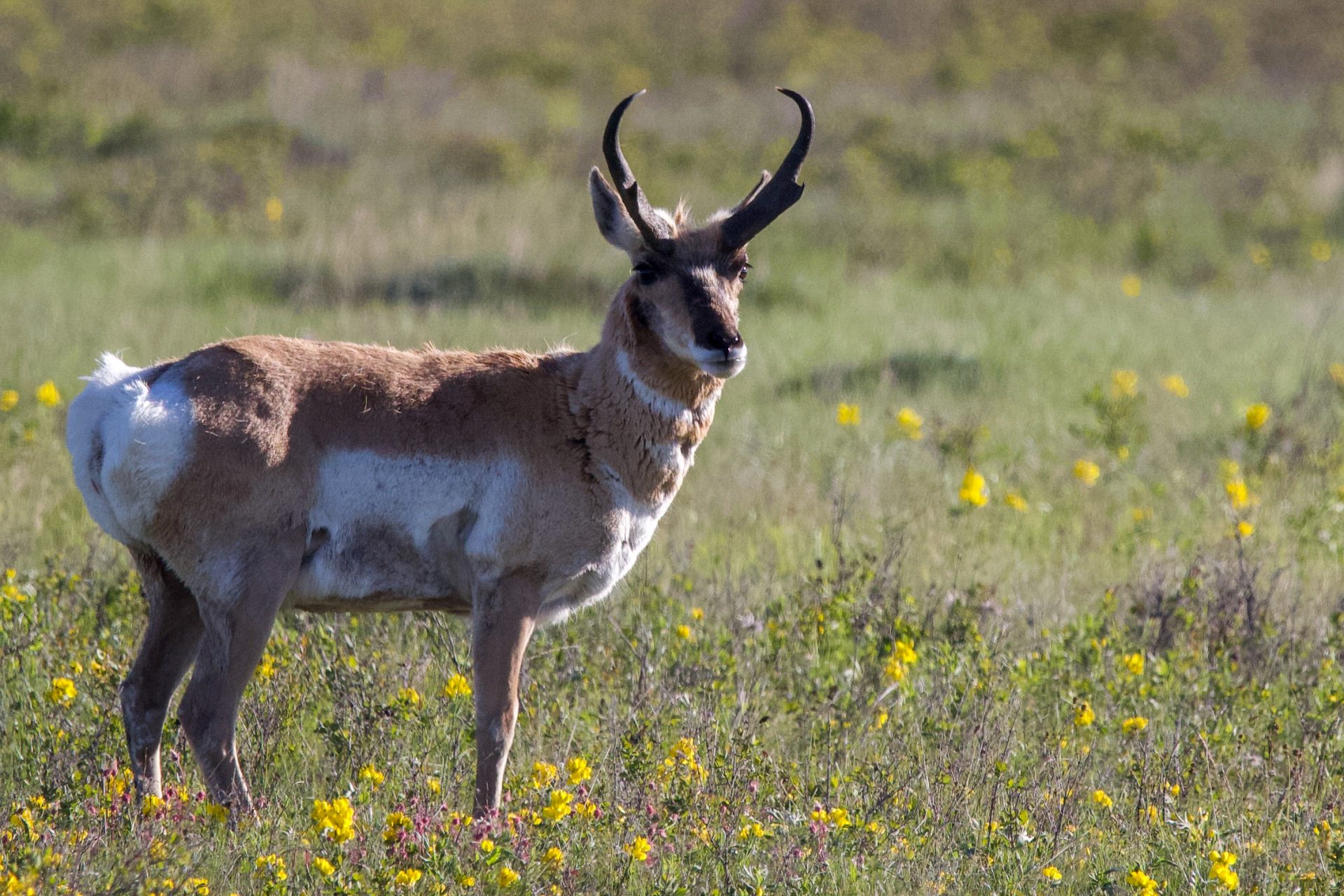 Pronghorn